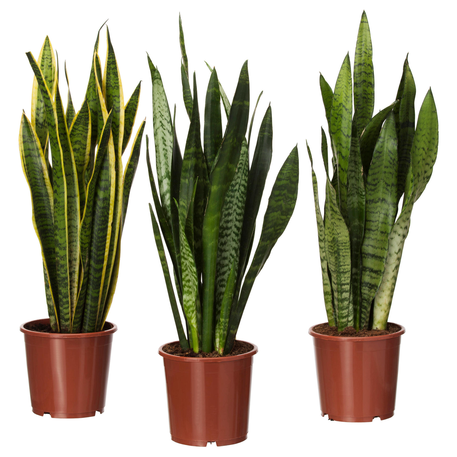 Sanseveria.jpg
